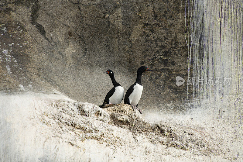 岩石杂毛(Phalacrocorax magellanicus)